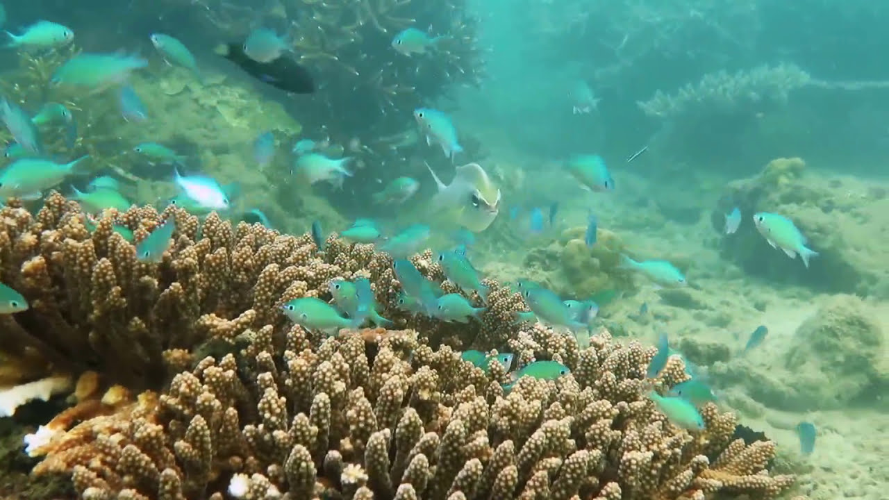 Malaysia Hidden Gem. Scuba Diving. Kapas Island
