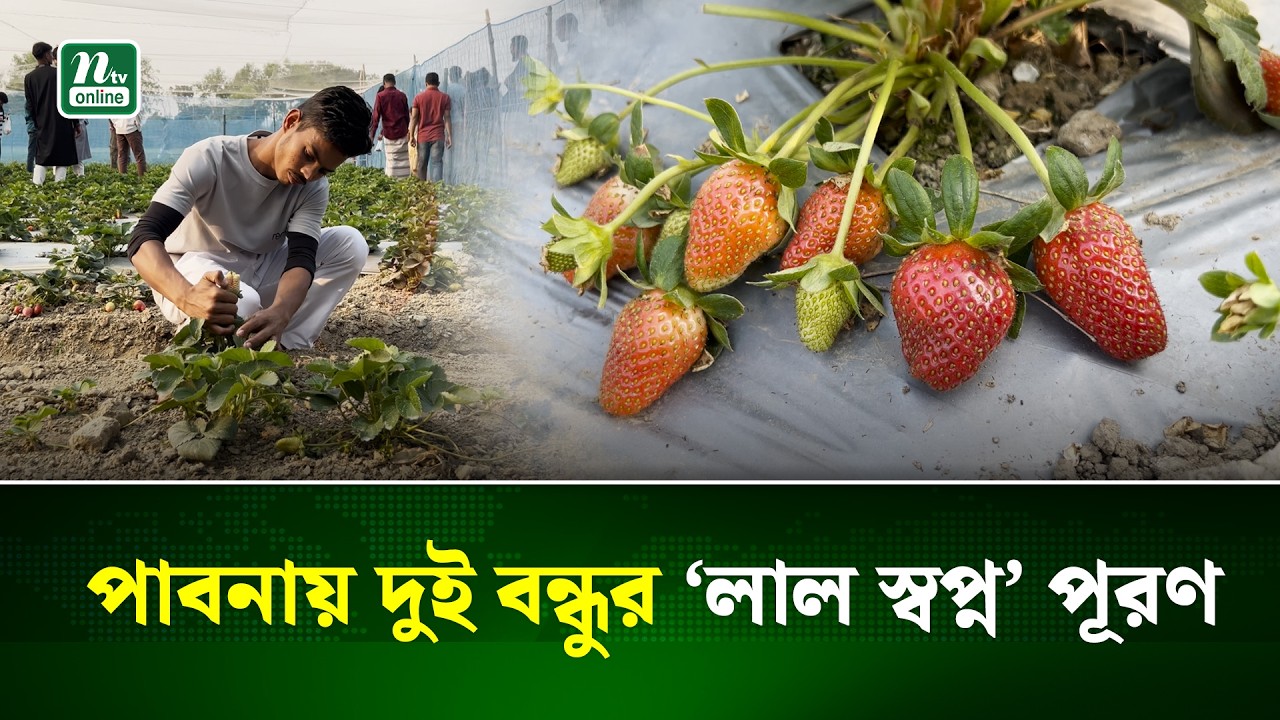 পাবনায় দুই বন্ধুর স্ট্রবেরি চাষে বাজিমাত | Agri Business | Pabna | NTV News