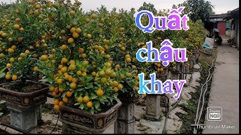 Quất tết 2021 - 2022 quất chum, quất chậu, quất cảnh, quất thế.... LH 0963280615