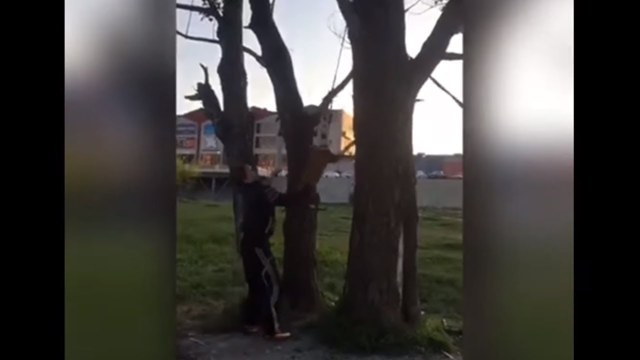 videos for cats Extremely athletic doggy soars over 3 meters in the air