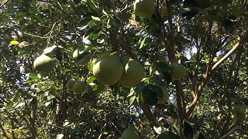 Bưởi Ruby vs Đỏ Nhung vườn anhbabuoi-0919705120 #pomelo #fruit #anhbabuoi #caygiong