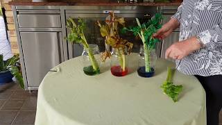 Let's Explore:  Coloured Celery Experiment with Mary