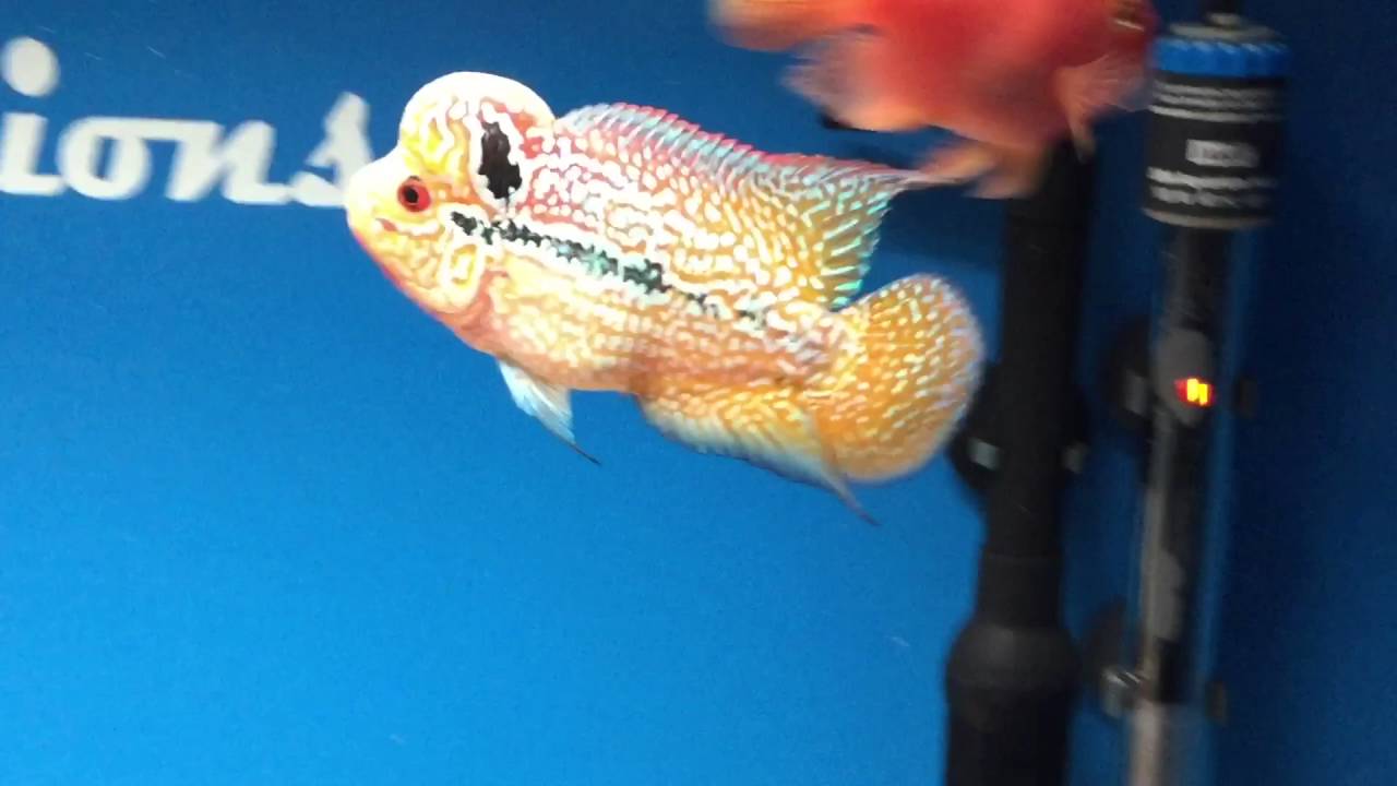 Ghost Rider King Kamfa Flowerhorn Cichlid - YouTube