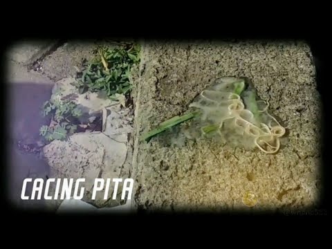 Video: Cacing Pita Di Gerbils