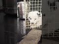 🐕 Dogsmail#shortsvideo #viral#nellore
