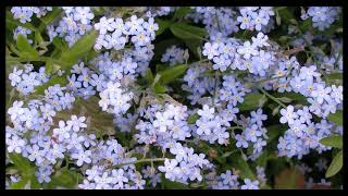 [Wikipedia] List of early summer flowers