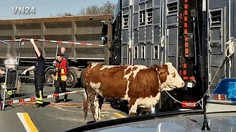 VN24 - Animal transport loses cattle in accident on the freeway