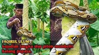FAQIRUL ULUM , kejadian langka ular piton membelit batang pepaya
