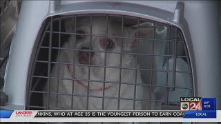 More than 200 dogs found at suspected puppy mill in Coldwater, Mississippi