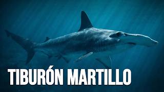 Thumbnail image for ¿Para Qué Sirve La Cabeza Del Tiburón Martillo