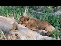 Will the Last Mbiri Lion Cub Survive?