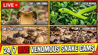 24/7 live venomous snake cams