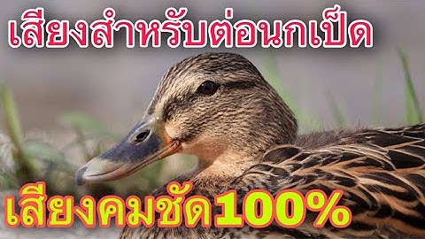 เสียงต่อนกเป็ดน้ำ ไม่มีเสียงแทรกรบกวน(ไม่มีโฆษณากลางคลิป)