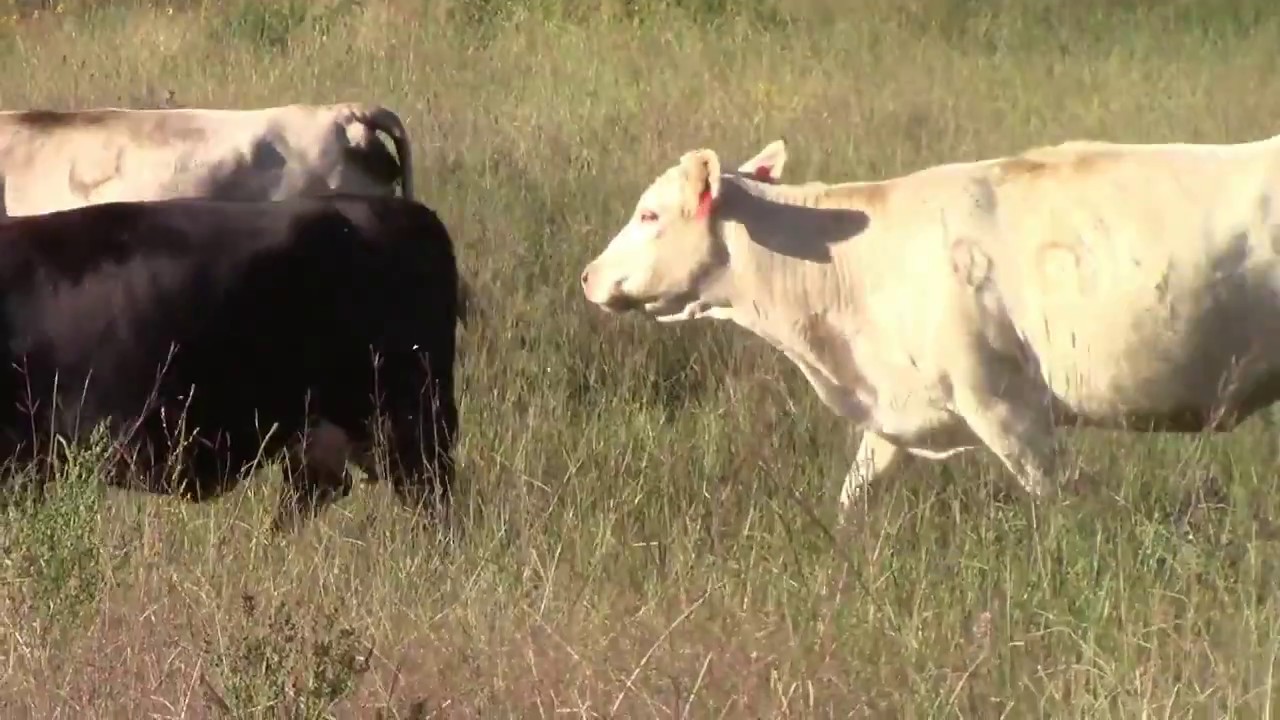 Fall pairs for sale at Burwell Livestock Sept. 29 YouTube