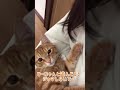 遊んでるのにジャマするなっ!カメラにキレちゃう猫 #shorts