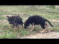 Щенки немецкой овчарки на прогулке / German shepherd puppies on a walk