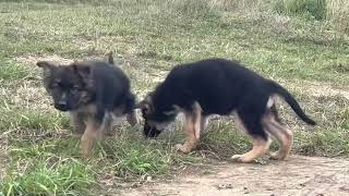 Щенки немецкой овчарки на прогулке / German shepherd puppies on a walk