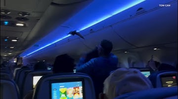 Pigeon boards Delta flight, video shows passenger try to catch it