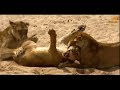 Wild Fauna / Битва прайдов / Lion Kingdom / 1-Гордость и наказание