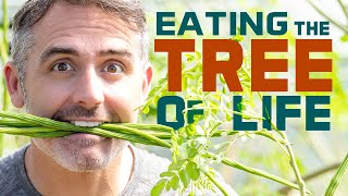 Why It's Also Called "The Miracle Tree!" - [Moringa, Mulakkaya, Murungai, Shevga]