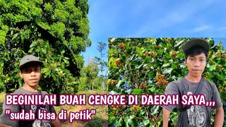 Download Lagu THIS IS HOW THE CLOVE FRUIT LOOKS IN MY AREA WHEN IT IS ABOUT TO BE HARVESTED MP3