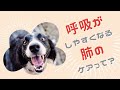 呼吸がしやすくなる肺のケアって?