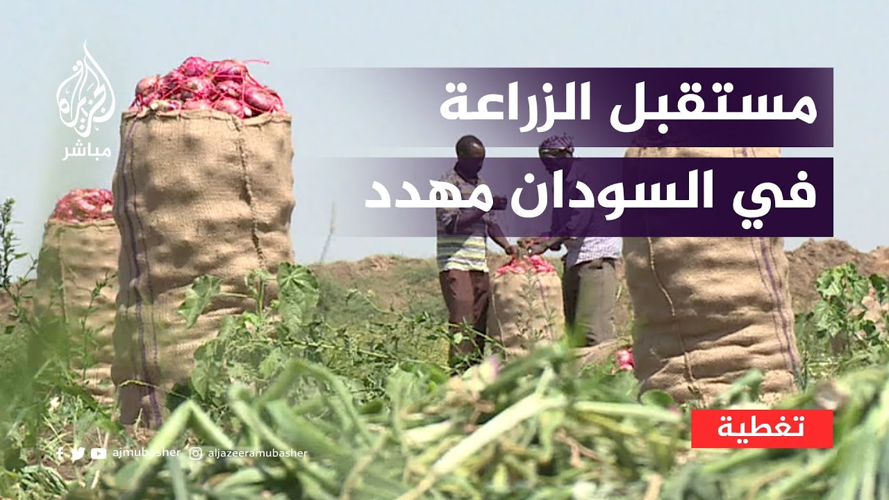 كارثة تهدد مستقبل الزراعة في السودان والعالم