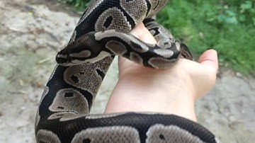 Ball Python Morph Update - VPI Axanthic