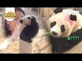 Premier rendezvous  laveugle de pandas life lol le rsultat est