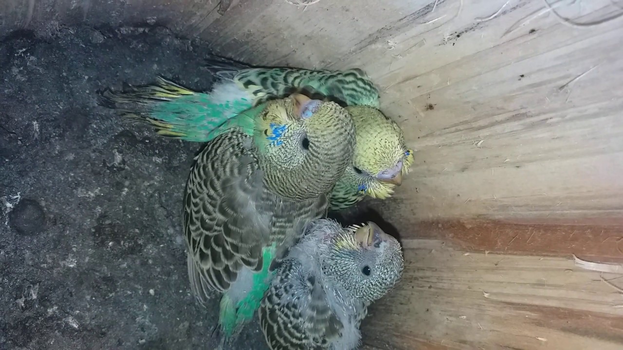 Andulka vlnkovaná - 3.