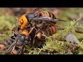 Rock Samurais and Hornet Battles