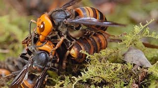 Two Giant Killer Hornet Colonies Fight to the Death