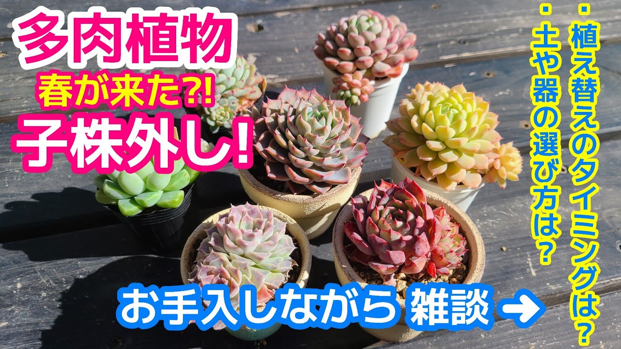 【多肉植物】ｴｹﾍﾞﾘｱの子株外し‼️土・器の決め方は？植え替えﾀｲﾐﾝｸﾞは？植え替えしながら雑談✨