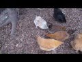 Introducing New Hens to the Backyard Flock - MONTH 3