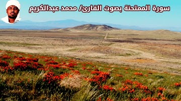 سورة الممتحنة بصوت القارئ/ محمد عبدالكريم - Surat Al Mumtahana