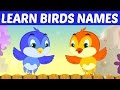 Learn English Birds Names - Animation Preschool Nursery rhymes for children