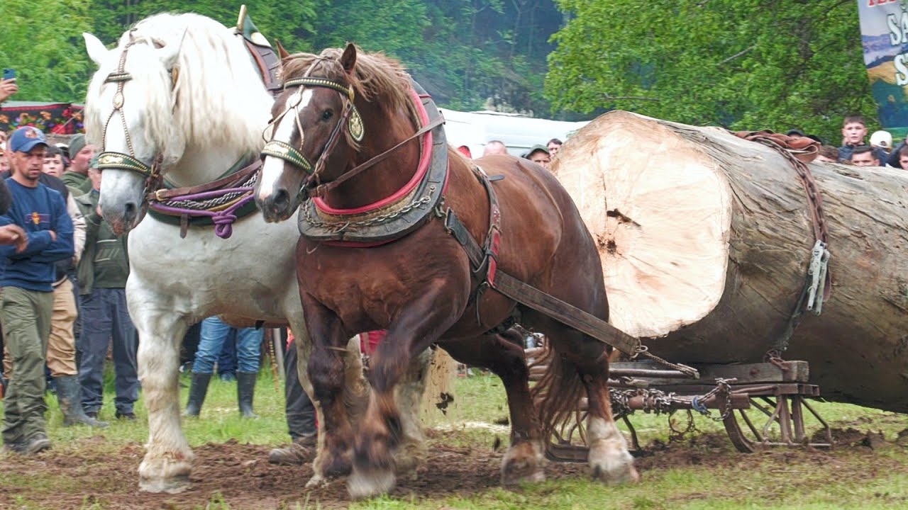 Proba de dublu ultima tracțiune pentru FALKO Cormaia -  Bistrița Năsăud 25 Mai 2025