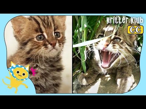 Video: Pet Scoop: Förtjusande trio av sällsynta leoparder Född, enögd katt som hittades efter 4 år