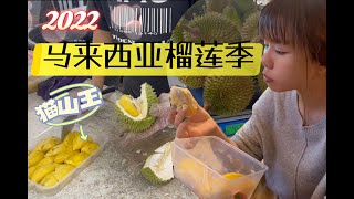 【2022榴莲季】来马来西亚吃榴莲吧！一个星期吃了20KG+猫山王！欲罢不能的美味｜实拍大马本地人是如何购买榴莲的，老人小孩都喜欢！Malaysia Musang king Durian