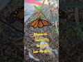 Monarch Butterfly living large on a Milkweed plant in Los Angeles California !!! #monarchbutterfly
