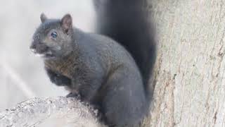 Rare Closeup 4K Ultra Zoom Black Squirrel & Woodpeckers Feeding In Winter Wildlife Moments