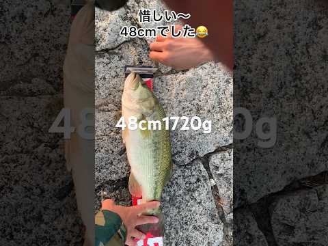 48cm1720g 近江舞子ウグイ泳がせバス釣り　本日2023.10.18 am6:00  #琵琶湖バス釣り #ウグイ泳がせバス釣り #近江舞子バス釣り　#琵琶湖おかっぱり