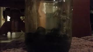 Deadly Male Sydney Funnelweb Spider Atrax Robustus Speed & St Demonstration