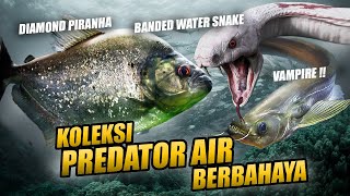 EPISODE KOLEKTOR !! IKAN \u0026 PREDATOR AKUATIK MEMATIKAN | PEMADANAN HOBI IKAN PREDATOR DAN REPTIL !!