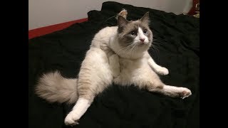 WEIRDEST cats compilation 2019