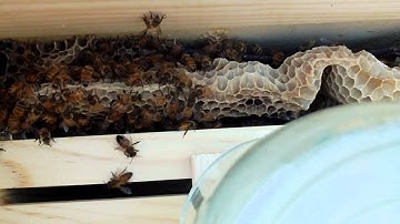 Bees living in a frame feeder