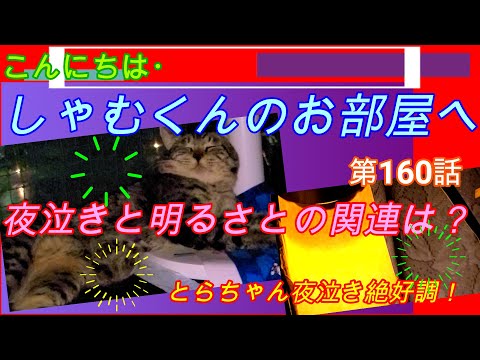 こんにちは・しゃむくんのお部屋へ・第１６０話です。夜泣きは明るさに関係るのか。とらちゃん絶好調の夜泣き&運動会・参ります。約80連夜！どうしてくれるのんかなぁぁ。見てね！👍🔔🔔🔔🔔🔔🔔🔔🔔🔔🔔🔔🔔🔔👌