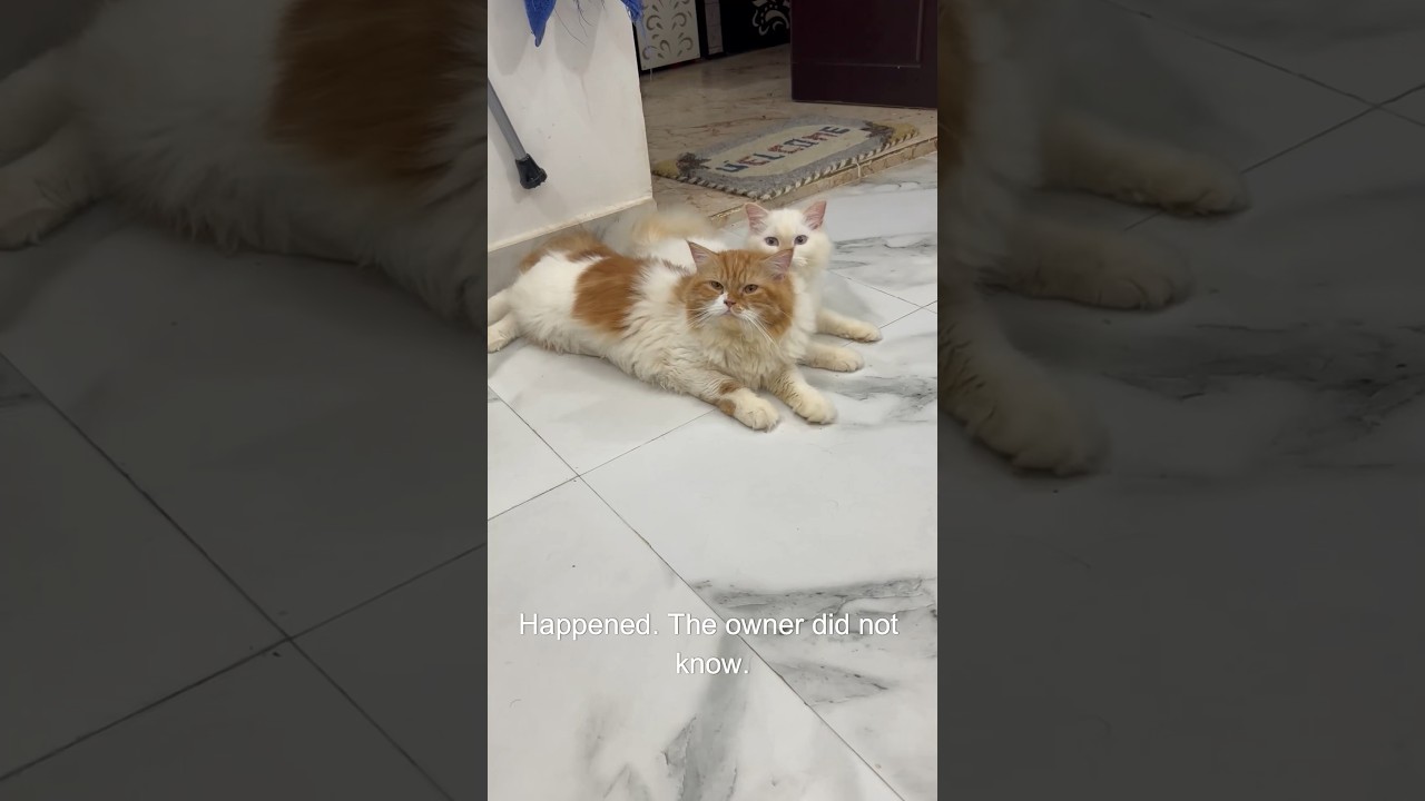 billu ka new home 🏡😊 #cat #catcomedy #catvideo #viralcat #cats