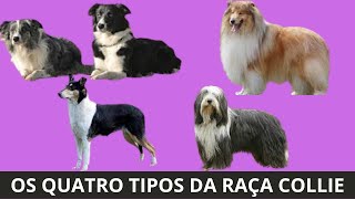 OS QUATRO TIPOS DA RAÇA COLLIE OS QUATRO TIPOS DA RAÇA COLLIE