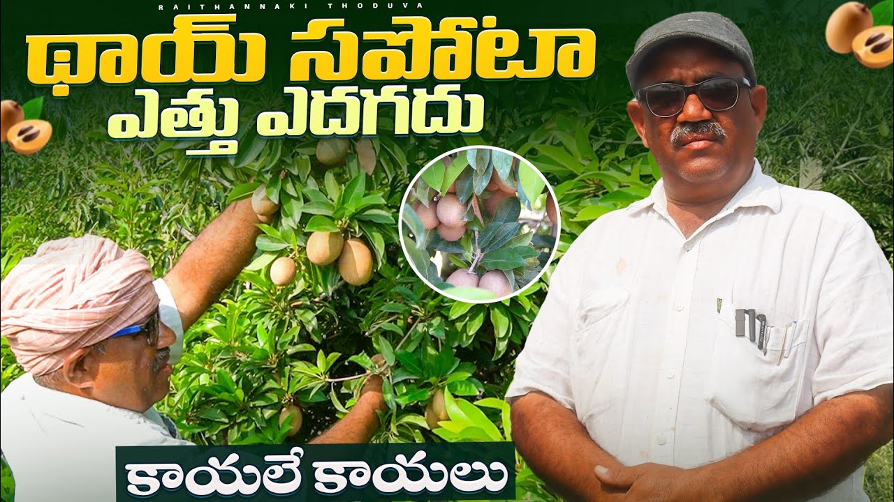 దిగుబడిలో రారాజు థాయిలాండ్ సపోటా సాగు Thai sapota farming Raithannaki thoduga
